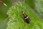 5du02400 - Adela croesella