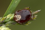 5du02531 - Dermacentor sp.