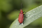 5du02564 - Pyrochroa serraticornis