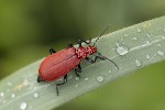 5du02570 - Pyrochroa serraticornis