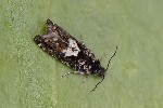 5du02817 - Pammene argyrana