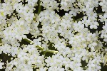 5du02841 - Sambucus nigra