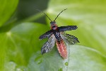 5du02871 - Cantharis rustica