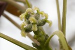 5du02961 - Juglans regia