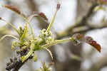 5du02968 - Juglans regia