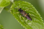 5du02975 - Tenthredo temula