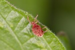 5du02984 - Allothrombium sp.
