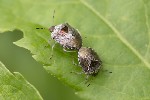 5du03023 - Stagonomus venustissimus
