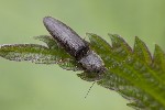 5du03045 - Athous haemorrhoidalis