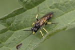 5du03059 - Tenthredo temula