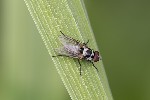 5du03080 - Anthomyia procellaris