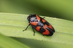 5du03106 - Cercopis vulnerata