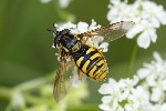 5du03160 - Chrysotoxum cautum
