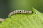5du03216 - Yponomeuta sp.