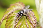 5du03262 - Anthomyia procellaris