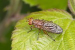 5du03296 - Tetanocera silvatica