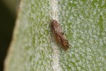 5du03328 - Cacopsylla fulguralis