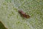 5du03334 - Cacopsylla fulguralis