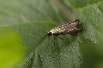 5du03381 - Nemophora metallica