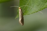 5du03402 - Nematopogon sp.