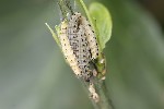 5du03415 - Yponomeuta sp.