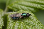 5du03458 - Chloromyia formosa