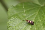 5du03519 - Adela croesella