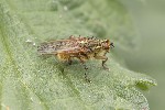 5du03568 - Scathophaga stercoraria