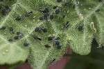 5du03574 - Aphis urticata