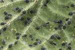 5du03578 - Aphis urticata
