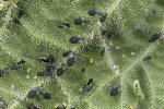 5du03579 - Aphis urticata