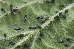 5du03585 - Aphis urticata