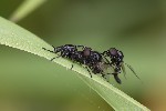 5du03603 - Dilophus febrilis
