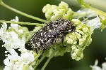 5du03635 - Oxythyrea funesta