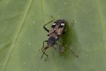 5du03645 - Beosus maritimus
