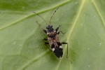 5du03655 - Beosus maritimus