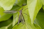 5du03668 - Tipula (Lunatipula) vernalis