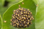 5du03684 - Araneus diadematus