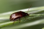 5du03718 - Gonodera luperus