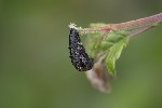 5du03744 - Coleophora sp.