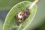 5du03812 - Larinioides patagiatus