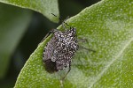 5du03828 - Rhaphigaster nebulosa