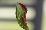 5du03851 - Putoniella pruni