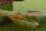 5du03871 - Putoniella pruni