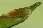 5du03879 - Putoniella pruni