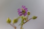 5du03895 - Geranium pusillum