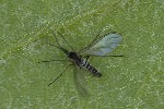 5du04010 - Bradysia sp.
