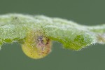 5du04024 - Cynips quercusfolii