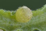 5du04031 - Cynips quercusfolii