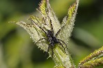 5du04149 - Pardosa sp.
